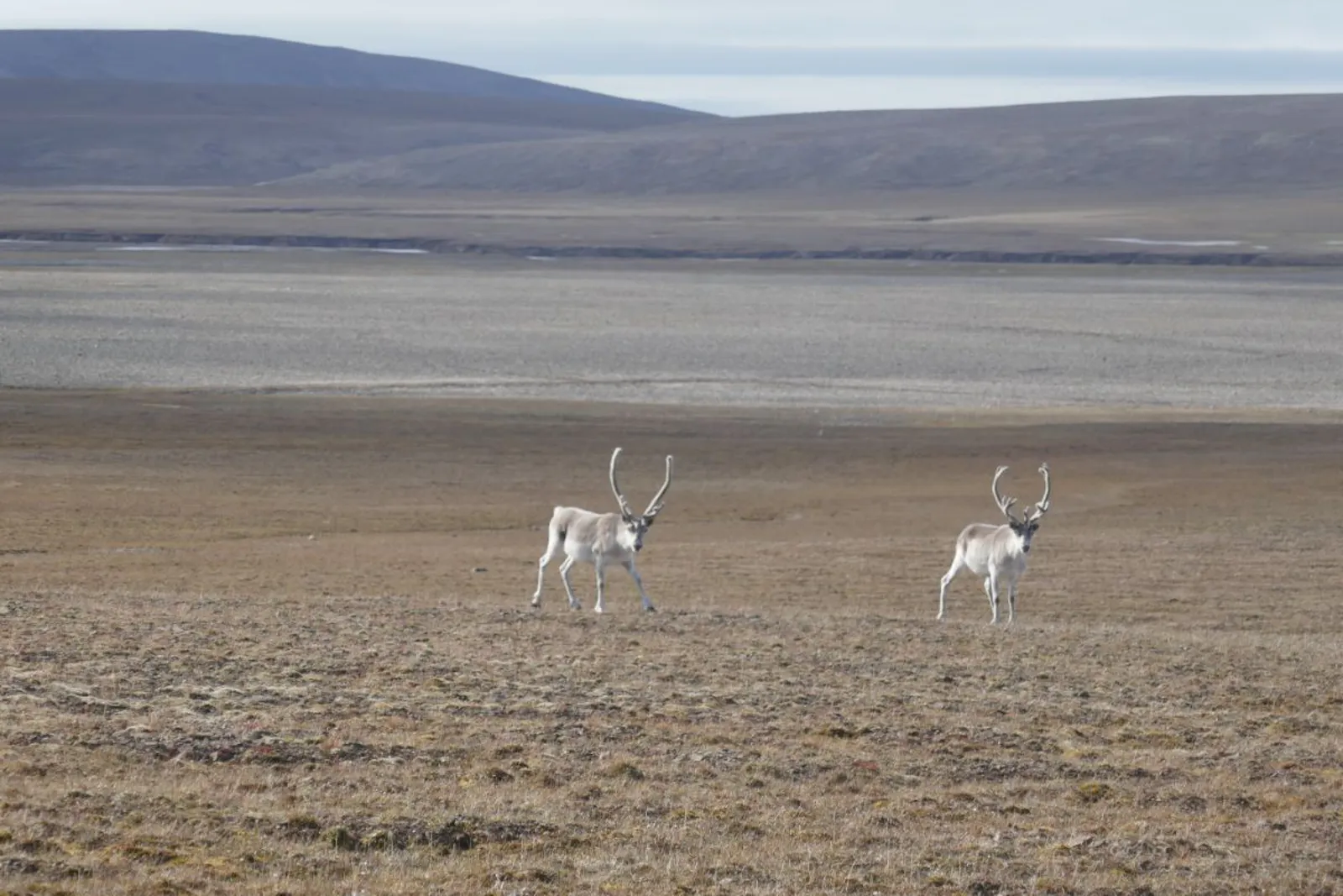 Canadian High Arctic Tundra One Earth
